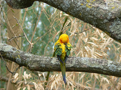 Perroquet d'Amérique du sud (conure soleil)