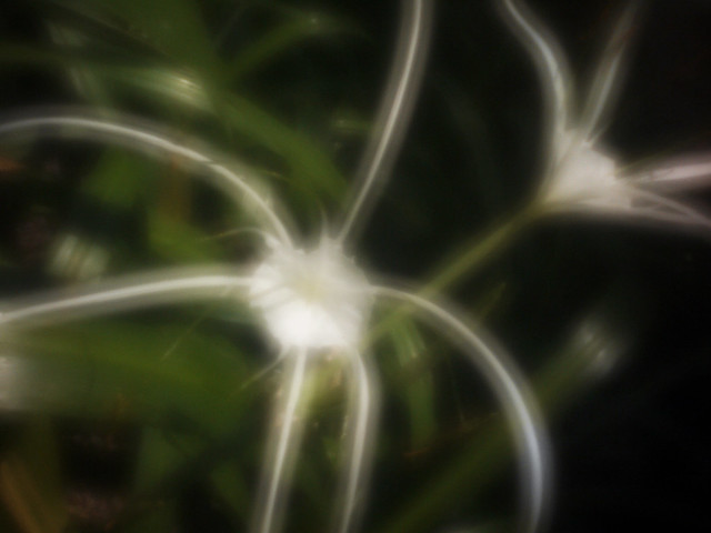 Spider Lilly - Skink zone sieve "soft glow"