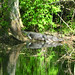 Alligator Canal  DSCN3400