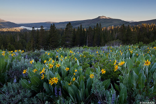 yellow sunrise landscape alpine wildflowers lupine sierramountains mulesears 5d2 carsonspass 5dii canon5d2