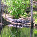 Alligator Canal DSCN3819