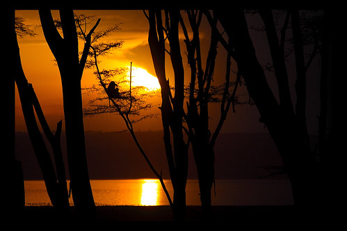 africa sunset wild sky lake reflection tree water silhouette dark monkey darkness kenya wildlife baboon nakuru naturethroughthelens