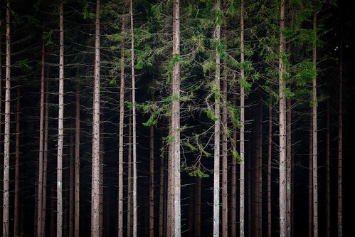 trees forest skåne sweden trunk sverige spruce 2010 f32 hässleholm granskog ef200mmf28lusm canoneos5dmarkii skånelän ¹⁄₂₅₀sek maglö
