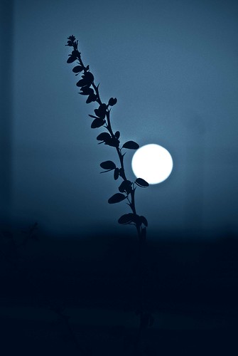 blue sunset sky sun moon black tree set dark leaf sabir shakir
