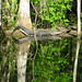 Alligator Canal   DSCN3342