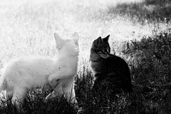 Cat and white