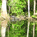 Alligator Canal   DSCN3363