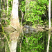 Alligator Canal   DSCN3367