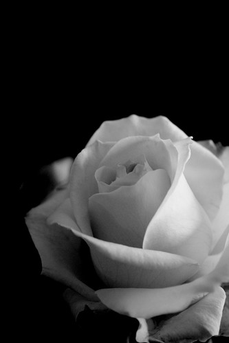 white flower fleur rose noir flor blanca sombre blanc pur roseblanche pureté
