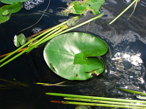 city lake ontario canada golden leaf lily huntsville pad frog toad frogs muskoka lilypad