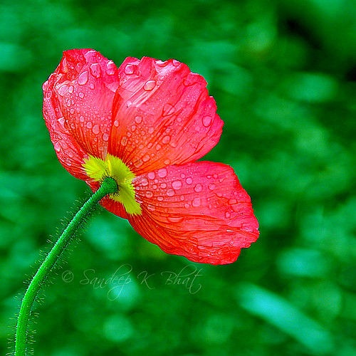 sanfrancisco california red flower green water rain drops nikon sfo dew poppy napa d90