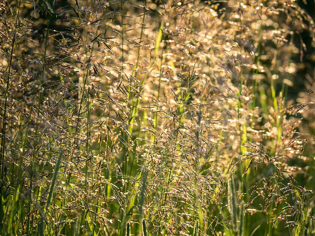 backlit grasses