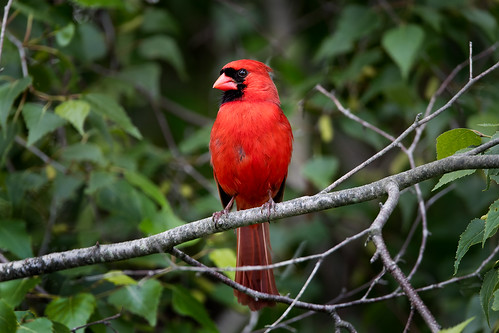 cardinal cardinaliscardinalis
