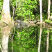 Alligator Canal   DSCN3366