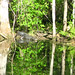 Alligator Canal   DSCN3364