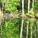 Alligator Canal   DSCN3374