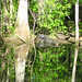 Alligator Canal   DSCN3352