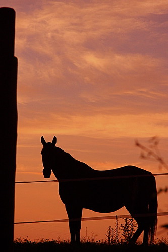 summer italy horse sun sunrise vakantie zomer toscane zon italie paard