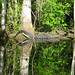 Alligator Canal  DSCN3332
