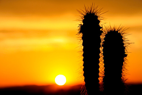 sunset cactus orange macro love portugal nature colors canon cores lens twilight paradise sundown horizon natureza great sigma explore pôrdosol bbc click algarve capture paraiso f28 horizonte palmeira 105mm sigma105mmexdgf28macrolens cactussunset