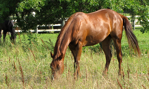 ohio horse animal farm marysville equus canonpowershotsx10is glenoaksfarm