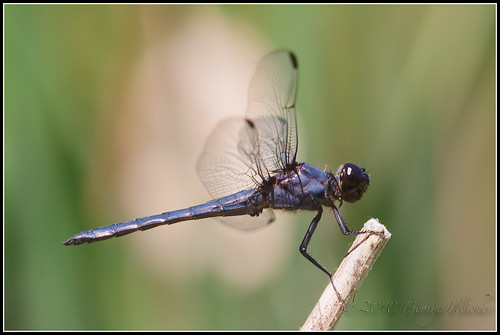 blue brown macro green wings dragonfly bokeh profile stick arkansas alpena sigma150mmmacro canon40d