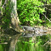 Alligator Canal  DSCN3399
