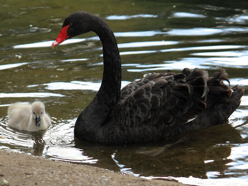 Black Swan and Cygnet