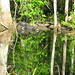 Alligator Canal DSCN3379