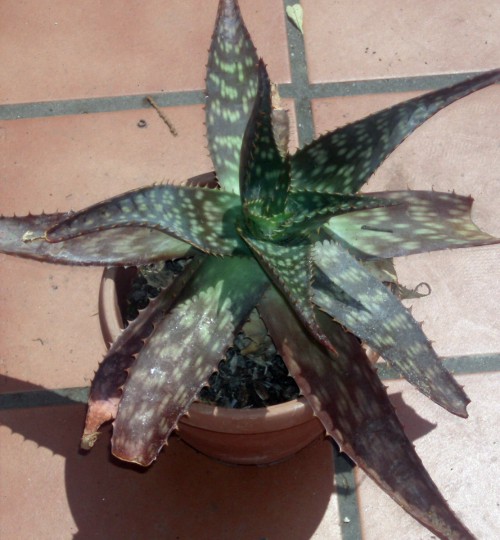 Aloe maculata 4823290780_651d6b1603_o