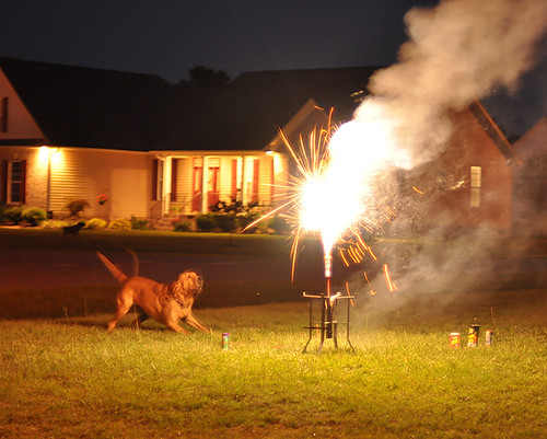 Sadie-attacks-the-Fireworks-Crop8x10sm