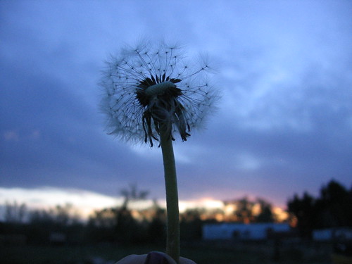 blue sunset sky storm dandelion wishes wish