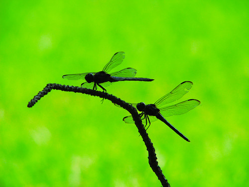 green silhouette mississippi dragonflies dragonfly refuge noxubee slatyskimmer libellulaincesta noxubeenationalwildliferefuge