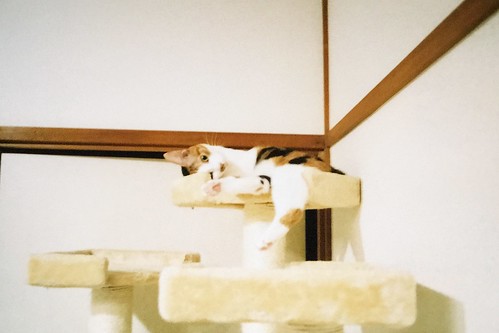 うちの小豆さん。キャットタワーでゴロニャンする猫。Leica M4 GRレンズ28mm FUJIFILM SUPERIA X-TRA400