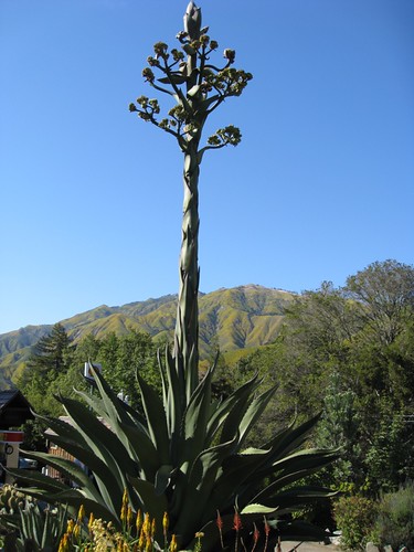 century plant with bloom