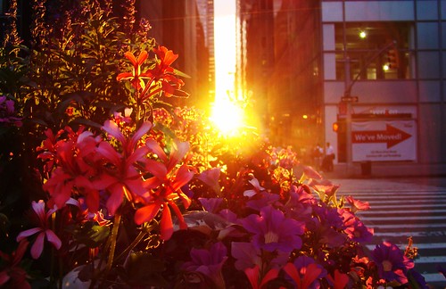 sunset red newyork flower love 6ave thekissofthesunii