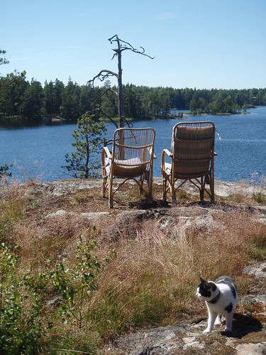 trees summer lake cat suomi finland view chairs hagaberget grabbskogträsk