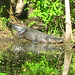 Alligator Canal DSCN3446