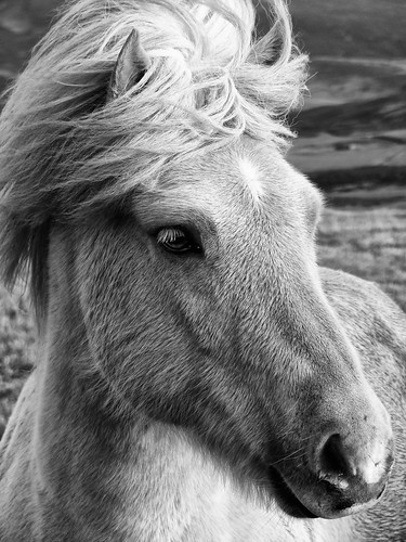 horse is iceland blonde ísland icelandic hestar canons3 íslenskirhestar íslenskir lýðveldiðísland hestaríslenskir