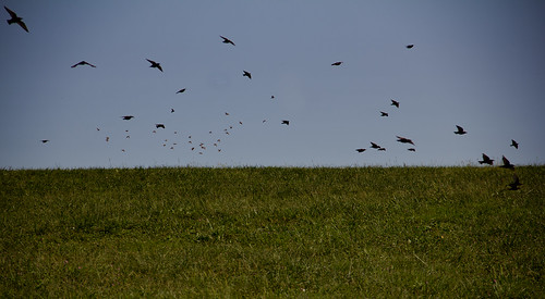 blue sky green field grass birds canon action farm kentucky bluesky orchard raven blackbirds frozenaction t2i