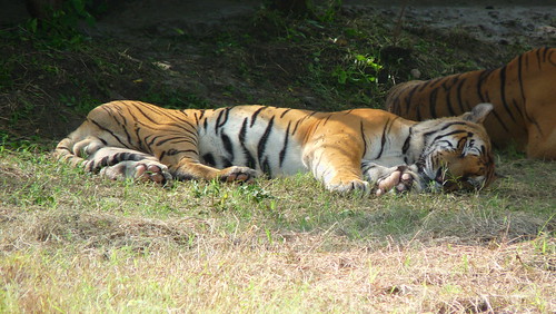 india zoo tiger indore madhyapradesh pantheratigris naturesfinest digitalcameraclub supershot indiantiger mywinners