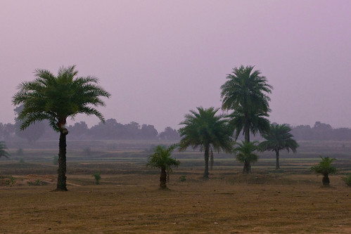 morning india yoga sunrise landscape countryside satyananda rikhia rikhiapeeth satchandimahayajna