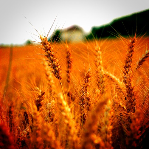 light sunset summer italy field golden italian corn warm wheat country grain grano