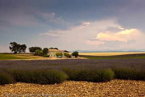 summer plant france color tree nature horizontal outdoors photography day lavender nopeople scenics frenchlavender brunet provencealpescotedazur ruralscene provencealpescôtedazur canoneos5dmarkii