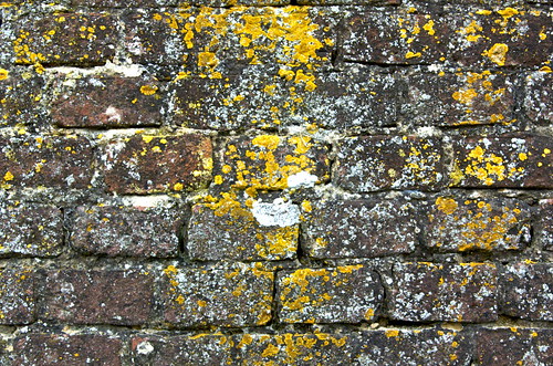 white yellow wall pollock