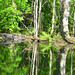 Alligator Canal   DSCN3404