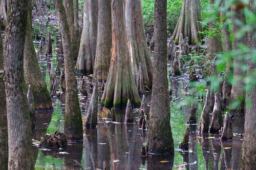 tree water swamp cypress tupelogum