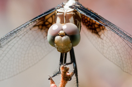 macro dragonfly framechannel