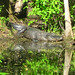 Alligator Canal   DSCN3447