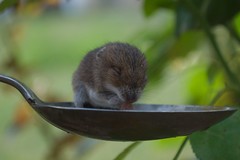 Mouse - Photo of Mazerolles